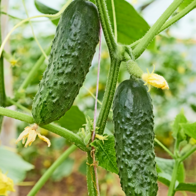 Nutrientes Frutos Fase Frutificação - 25 Litros