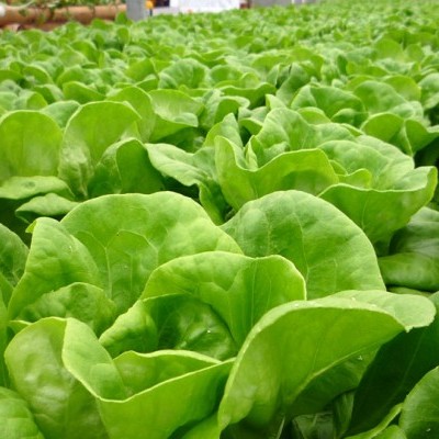 Nutrientes folhosas (Mix plantas) - 25 Litros