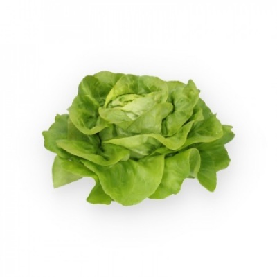 https://www.groho.pt/product/alface-verde-lisa https://www.groho.pt/product/alface-verde-lisa