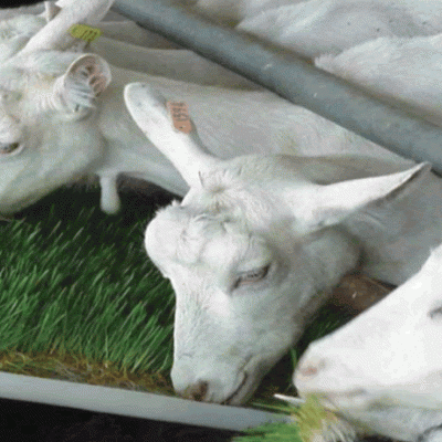 Curso Online - Forragem Hidropónica