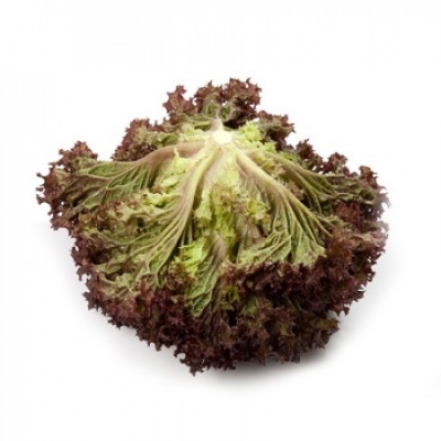 https://www.groho.pt/product/alface-lollo-roxa-peletizada https://www.groho.pt/product/alface-lollo-roxa-peletizada