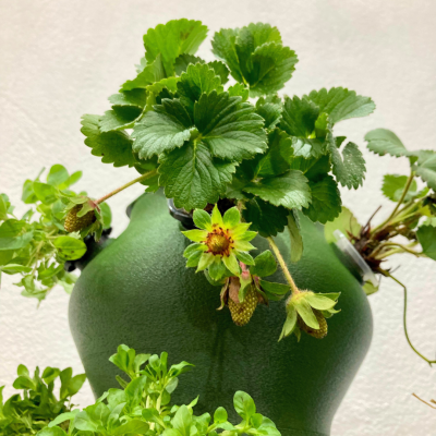 Workshop Hidroponia " Como Cultivar sem Terra? " - Data a definir