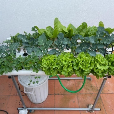 Sistema de cultivo hidropónico com plantas verdes em estrutura metálica