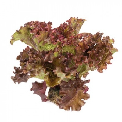 Alface vermelha fresca com folhas onduladas