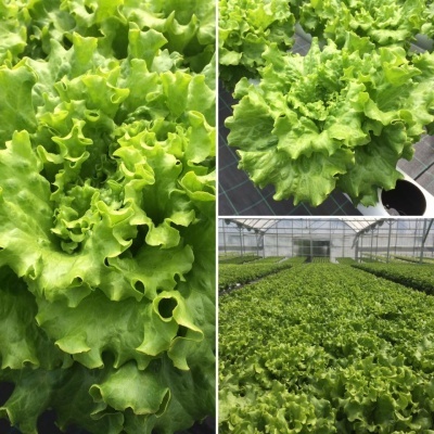 Estufa de Hidroponia (NFT) - Amarante