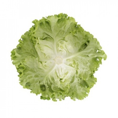 https://www.groho.pt/product/alface-batavia-verde-peletizada-alision https://www.groho.pt/product/alface-batavia-verde-peletizada-alision