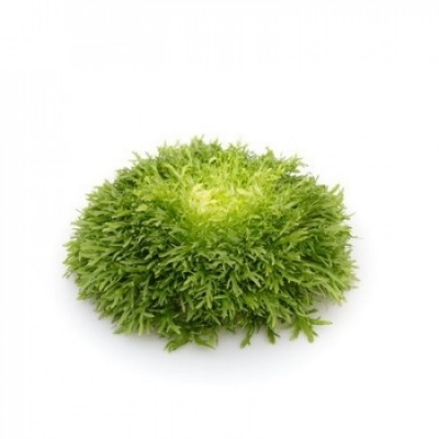 Repolho verde frisado em fundo branco