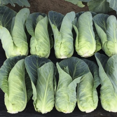 Couve coração PICCOLIMA