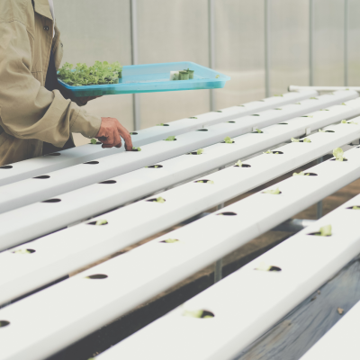 Ebook Hidroponia para Profissionais