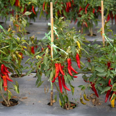 Nutrientes Frutos Fase Frutificação - 25 Litros