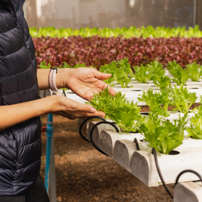 Ebook Hidroponia para Profissionais