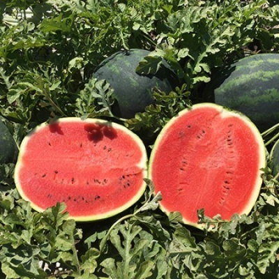 https://www.groho.pt/product/sementes-hibridas-melancia-lusitana https://www.groho.pt/product/sementes-hibridas-melancia-lusitana