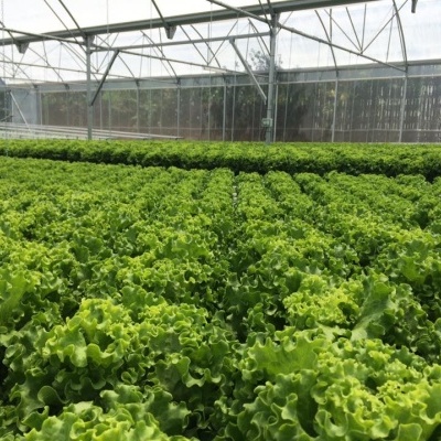 Estufa de Hidroponia (NFT) - Amarante