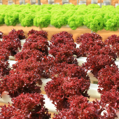 Nutrientes folhosas (Mix plantas) - 25 Litros