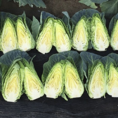 Couve coração PICCOLIMA