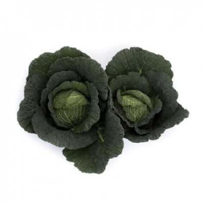 Couve lombardo MADLENE