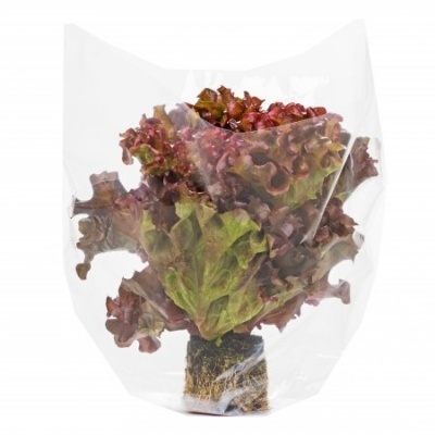 Alface vermelha com embalagem plástica transparente