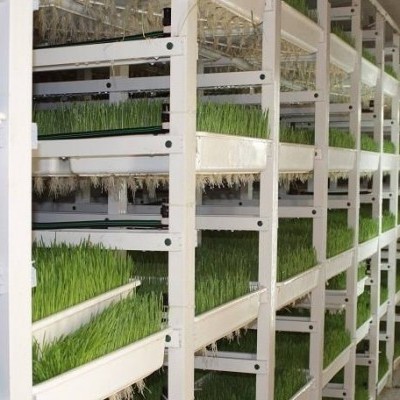 Curso Online - Forragem Hidropónica