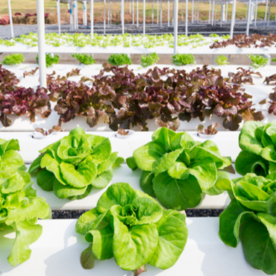 Curso Online Iniciação à Hidroponia - Como cultivar sem terra?