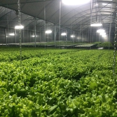 Estufa de Hidroponia (NFT) - Amarante