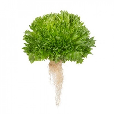 https://www.groho.pt/product/alface-frisada-verde-peletizada https://www.groho.pt/product/alface-frisada-verde-peletizada