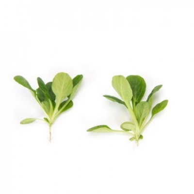 https://www.groho.pt/product/sementes-canonigos https://www.groho.pt/product/sementes-canonigos