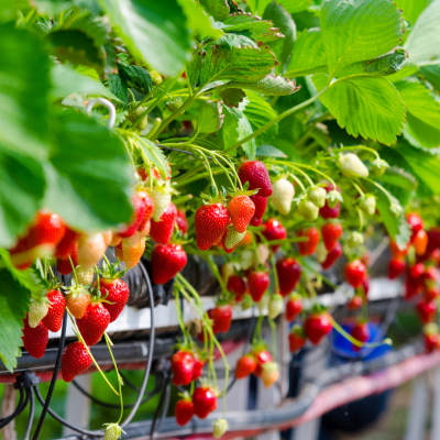 Curso Online Iniciação à Hidroponia - Como cultivar sem terra?
