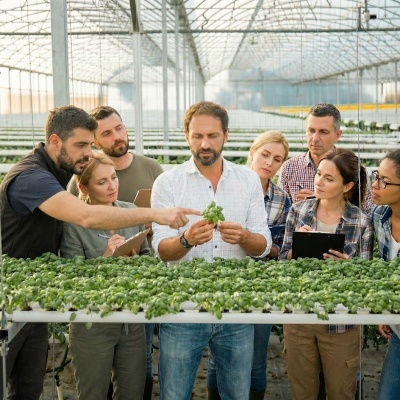 Grupo de pessoas numa estufa agrícola examinando planta verde