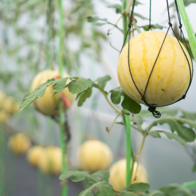 Nutrientes Frutos Fase Frutificação - 25 Litros