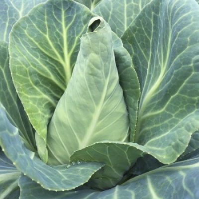 Couve coração PICCOLIMA