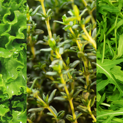 Olá Maio ☀️ o que posso cultivar este mês? Olá Maio ☀️ o que posso cultivar este mês?