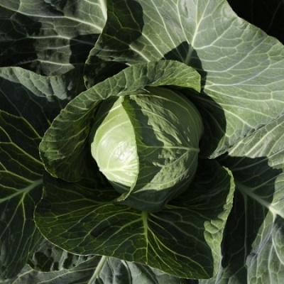 Couve repolho CILEMA