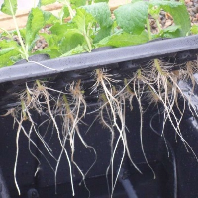 Sistema Aeroponia X-STREAM 120 PLANTAS V2 Sistema Aeroponia X-STREAM 120 PLANTAS V2