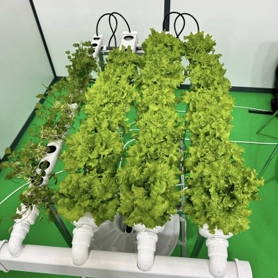 Sistema hidropónico com tubos de PVC e plantas verdes de alface e ervas