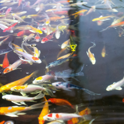 Curso Online - Aquaponia