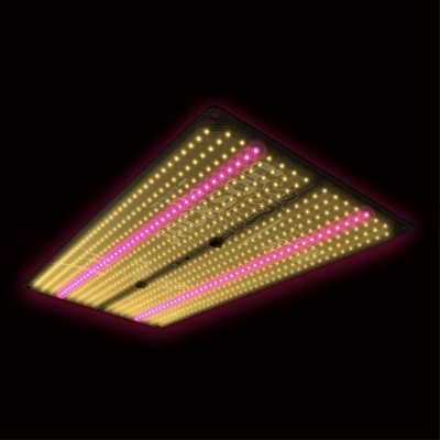 The Jackson Nemesis 200w