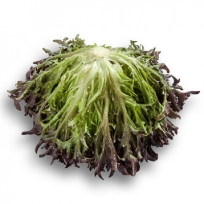 https://www.groho.pt/product/alface-frisada-roxa https://www.groho.pt/product/alface-frisada-roxa