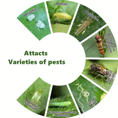 Tipos diferentes de pragas em folhas verdes com texto identificado em inglês