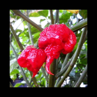 Dois pimentos vermelhos rugosos pendurados em ramos verdes ao ar livre