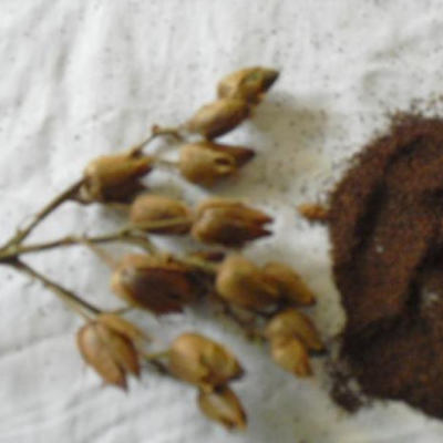 Grãos castanhos e pó castanho em superfície branca