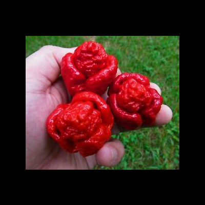 Mão segurando três pimentos vermelhos enrugados com relva ao fundo