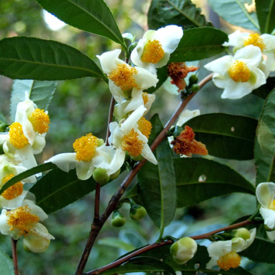 Flores brancas com centro amarelo em ramo com folhas verdes