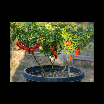 Planta de pimenteira com pimentos vermelhos e laranja em vaso preto ao ar livre