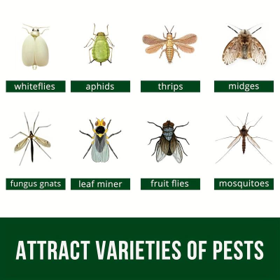 Ilustrações de insetos pragas com nomes em inglês e texto 