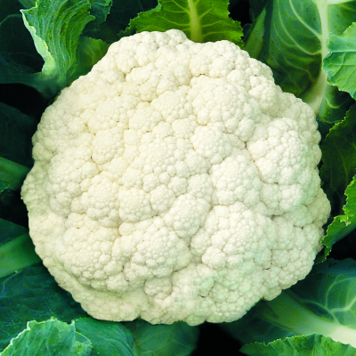 Couve-flor branca com folhas verdes