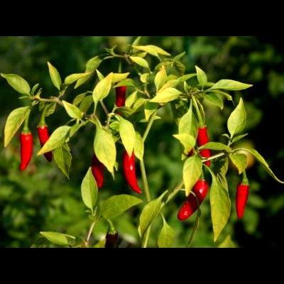 Pack Sementes Piripiri malagueta pimenta