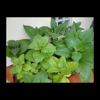 Plantas verdes com folhas grandes e brilhantes em vários tons