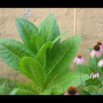 Planta com folhas verdes grandes e flores roxas junto a uma parede bege