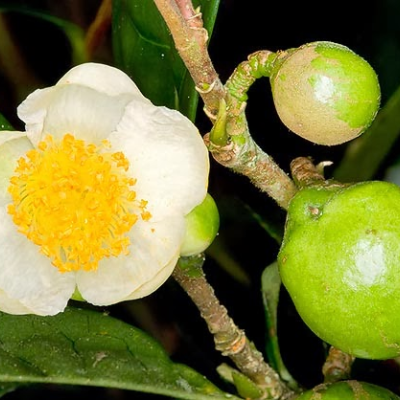 Flor branca com estames amarelos e botões verdes em ambiente natural