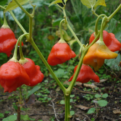 Sementes Piripiri Sino de Natal Malagueta Pimenta Capsicum baccatum